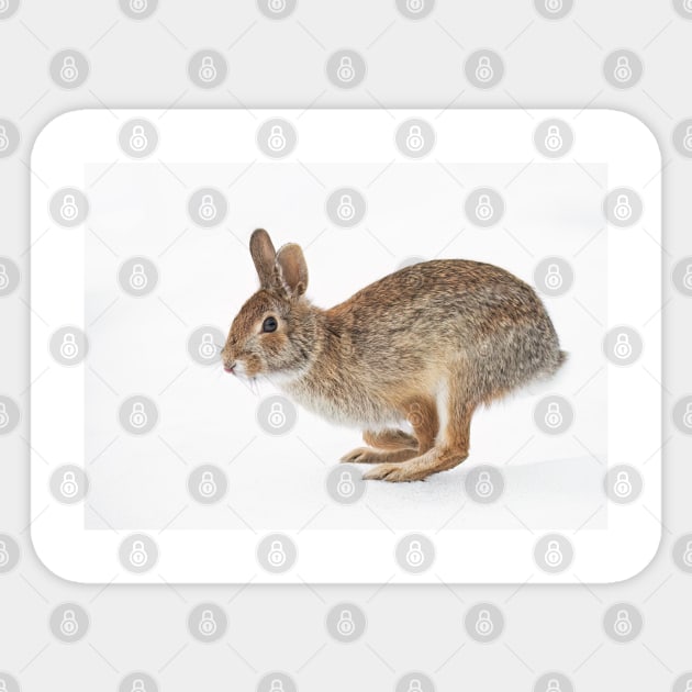 Eastern Cottontail rabbit Sticker by Jim Cumming